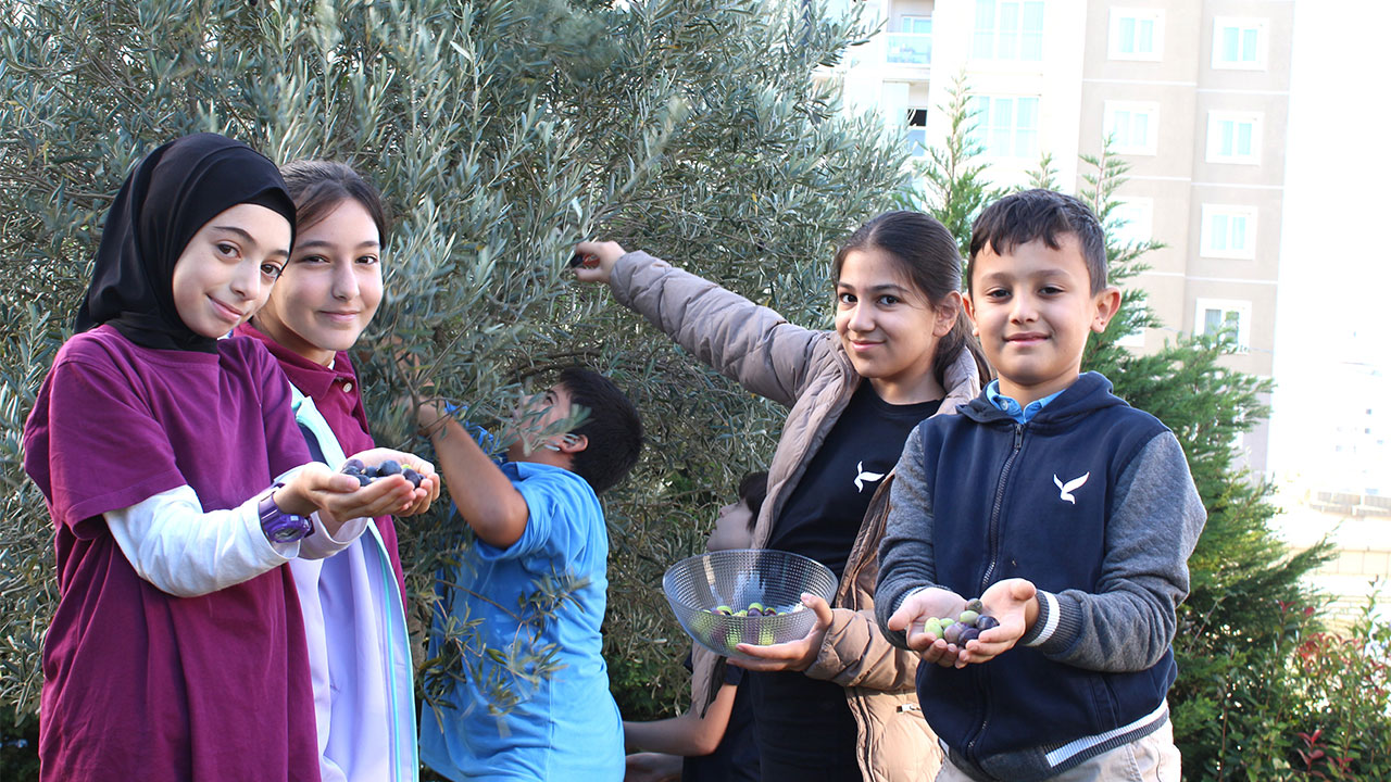 Zeytin Hasadı